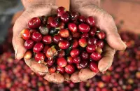 乳酸发酵咖啡豆有什么 哥伦比亚棕榈树与大嘴鸟庄园咖啡介绍