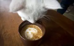 猫咪主题咖啡店开业 小猫＂店员＂萌翻顾客