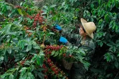 中国热带农业科学院在云南建立咖啡创新中心