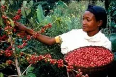 肯尼亚的“咖啡战争”