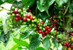 云南咖啡发现抗寒单株--抗寒育种有新希望