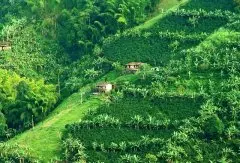 哥伦比亚斥巨资保护世遗咖啡园区