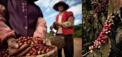 中国国内的咖啡生产