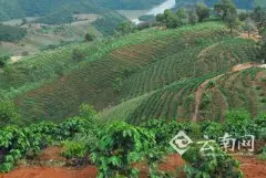 临沧市咖啡种植跃居成为云南第二大咖啡主产区