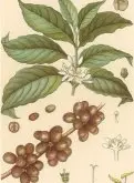 精品优质阿拉比卡咖啡豆品种种类及口味介绍