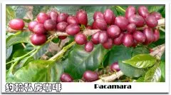 帕卡玛拉Pacamara咖啡品种