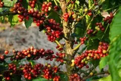 咖啡树的种植与采摘