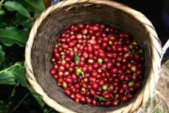 精品单品咖啡豆 大洋洲巴布新几内亚咖啡豆