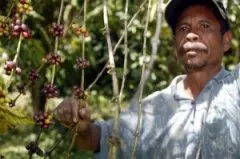 东帝汶咖啡 天然有机咖啡豆