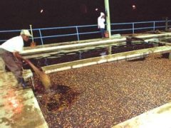 咖啡生豆处理方式介绍—水洗法