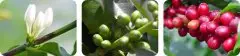 咖啡豆采收及加工