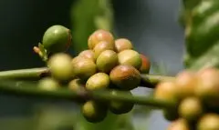 咖啡果实特性图文详细介绍（含解剖图）咖啡果怎么变咖啡豆