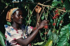 东非有机精品庄园咖啡豆