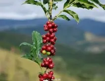 咖啡树知识 咖啡种类介绍