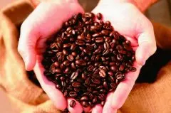 咖啡豆百科 关于“豆后”—科纳咖啡