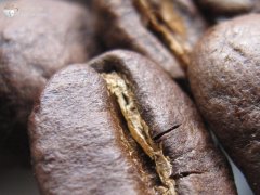 世界精品咖啡产地 马提尼克岛