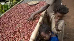 世界精品咖啡产地 玻利维亚咖啡豆