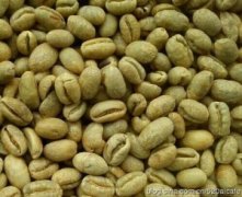 加勒比海 多米尼加圣多明各咖啡豆