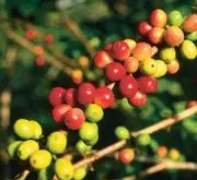 夏威夷精品咖啡豆，著名的科纳咖啡。