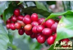 精品咖啡生产地 美洲巴西咖啡豆