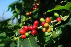 咖啡百科 咖啡树的三大原种