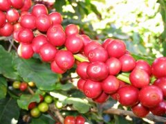 咖啡鲜果如何处理成咖啡生豆