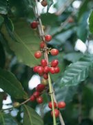 咖啡豆的风味 埃塞俄比亚哈拉尔咖啡