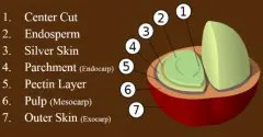 精品咖啡学 咖啡樱桃的内部结构图