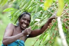 咖啡产国出口量 乌干达出口咖啡量上升
