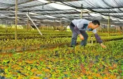 广东云浮云安县镇安扩大咖啡豆育种规模