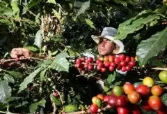 锈斑病致拉美八国咖啡豆减产