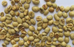 精品咖啡学 北苏门答腊A.P.罗布斯塔咖啡生豆