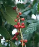 精品咖啡学 埃塞俄比亚哈拉尔咖啡