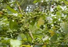 精品咖啡豆介绍 巴西波旁山度士咖啡