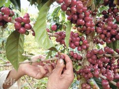 咖啡豆常识 去老挝采摘咖啡豆过程记录