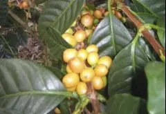 精品咖啡品种介绍 帕卡马拉(Pacamara)