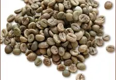 精品咖啡学 老挝中粒咖啡豆图片欣赏