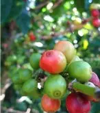 巴拿马瑰夏咖啡豆属于什么品种？巴拿马获奖瑰夏咖啡庄园特点口感介绍