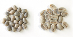 精品咖啡常识 咖啡公母豆是怎样分辨