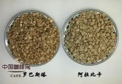 咖啡豆 阿拉比卡种咖啡豆与罗布斯塔种咖啡豆
