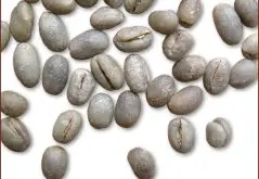 精品咖啡豆种类 豆形圆豆咖啡豆图片