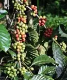 世界顶级精品咖啡豆 麝香猫屎咖啡豆处理过程与风味口感特点