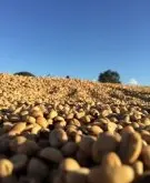 非洲精品咖啡豆产国 赞比亚咖啡