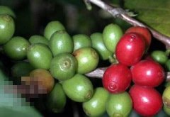 中国咖啡树 种植在佛山的咖啡树