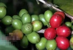 中国咖啡树 种植在佛山的咖啡树