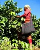 精品咖啡树的栽培 咖啡种植技术