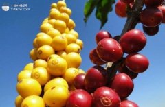 精品咖啡豆知识 牙买加精品咖啡产地