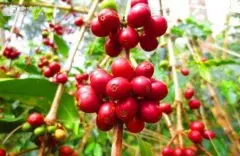 精品咖啡豆知识 咖啡产地墨西哥