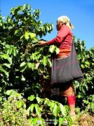 精品咖啡豆生产 埃塞俄比亚产区介绍