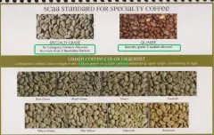 SCAA pecialty Coffee精品咖啡生豆的标准